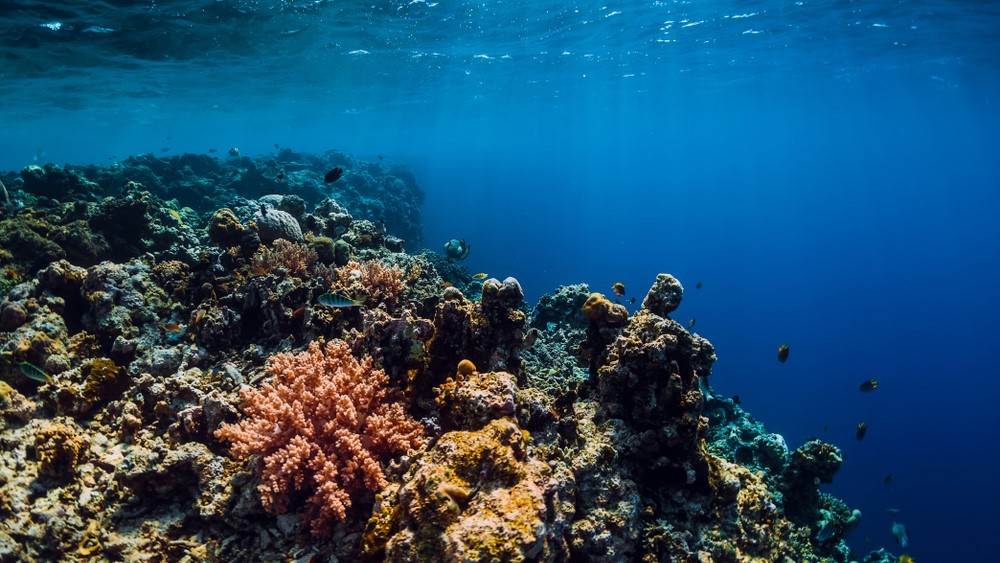 Korallrev fotografert under vann